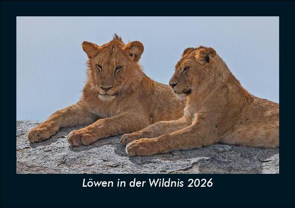 Löwen in der Wildnis 2026 Fotokalender DIN A5
