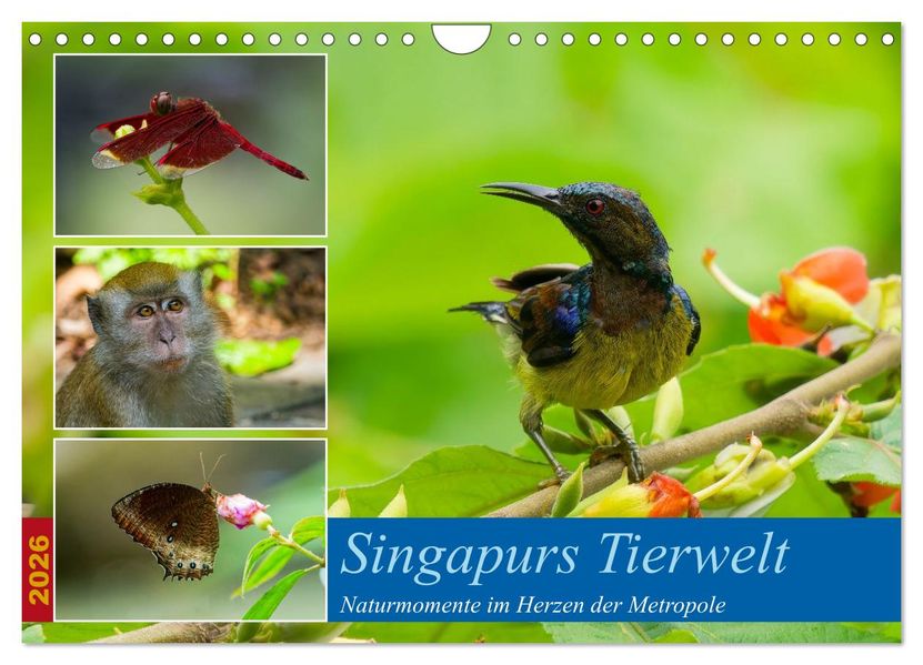 Singapurs Tierwelt (Wandkalender 2026 DIN A4 quer) CALVENDO Monatskalender