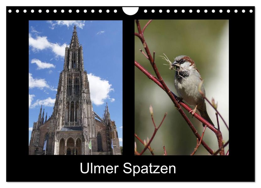 Ulmer Spatzen (Wandkalender 2026 DIN A4 quer) CALVENDO Monatskalender