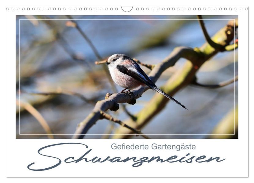 Gefiederte Gartengäste Schwanzmeisen (Wandkalender 2026 DIN A3 quer) CALVENDO Monatskalender