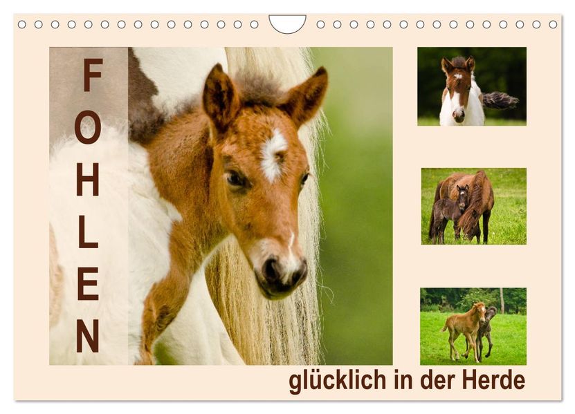 Fohlen glücklich in der Herde (Wandkalender 2026 DIN A4 quer) CALVENDO Monatskalender