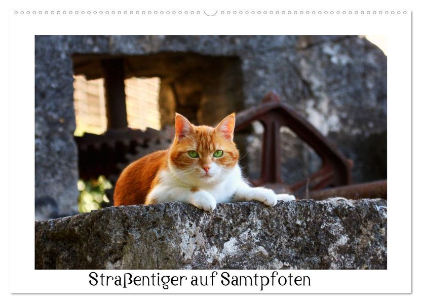 Straßentiger auf Samtpfoten (Wandkalender 2026 DIN A2 quer) CALVENDO Monatskalender