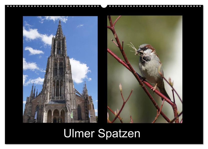 Ulmer Spatzen (Wandkalender 2026 DIN A2 quer) CALVENDO Monatskalender