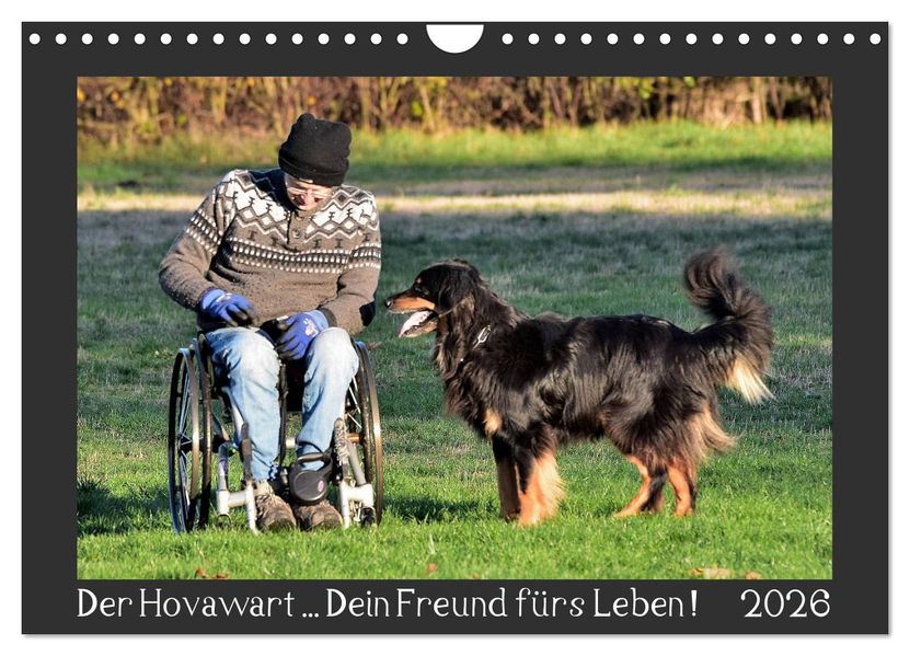 Der Hovawart... Dein Freund fürs Leben ! (Wandkalender 2026 DIN A4 quer) CALVENDO Monatskalender