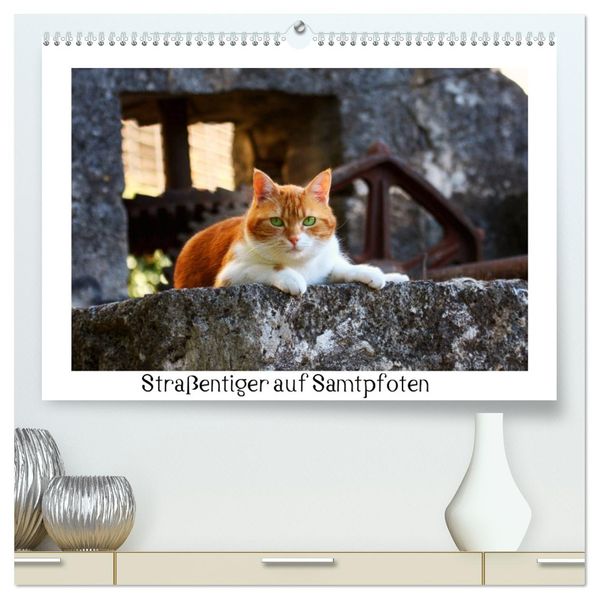 Straßentiger auf Samtpfoten (hochwertiger Premium Wandkalender 2026 DIN A2 quer) Kunstdruck in Hochglanz