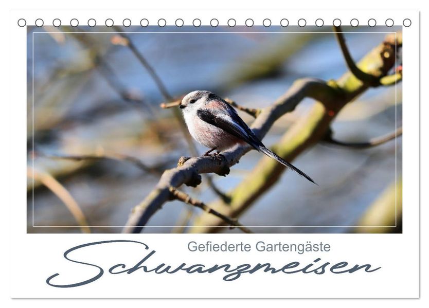 Gefiederte Gartengäste Schwanzmeisen (Tischkalender 2026 DIN A5 quer) CALVENDO Monatskalender