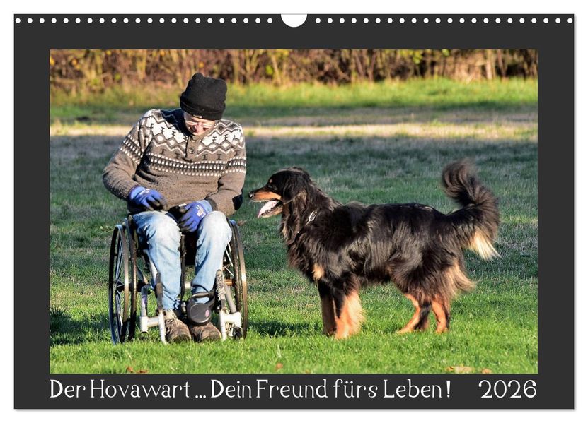 Der Hovawart... Dein Freund fürs Leben ! (Wandkalender 2026 DIN A3 quer) CALVENDO Monatskalender