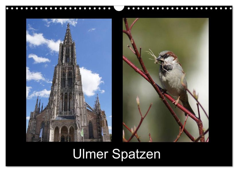 Ulmer Spatzen (Wandkalender 2026 DIN A3 quer) CALVENDO Monatskalender