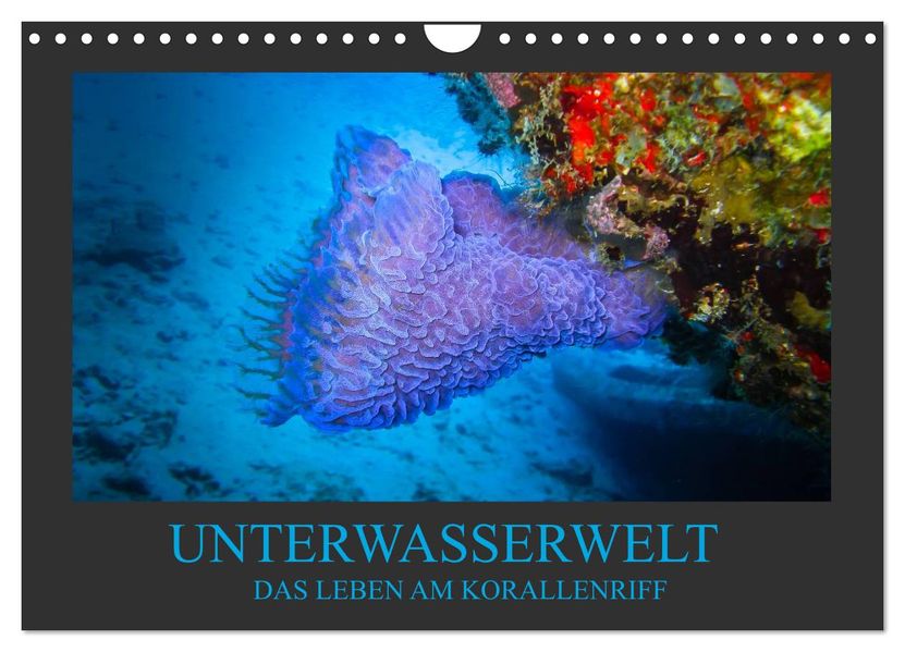 Unterwasserwelt - Das Leben am Korallenriff (Wandkalender 2026 DIN A4 quer) CALVENDO Monatskalender