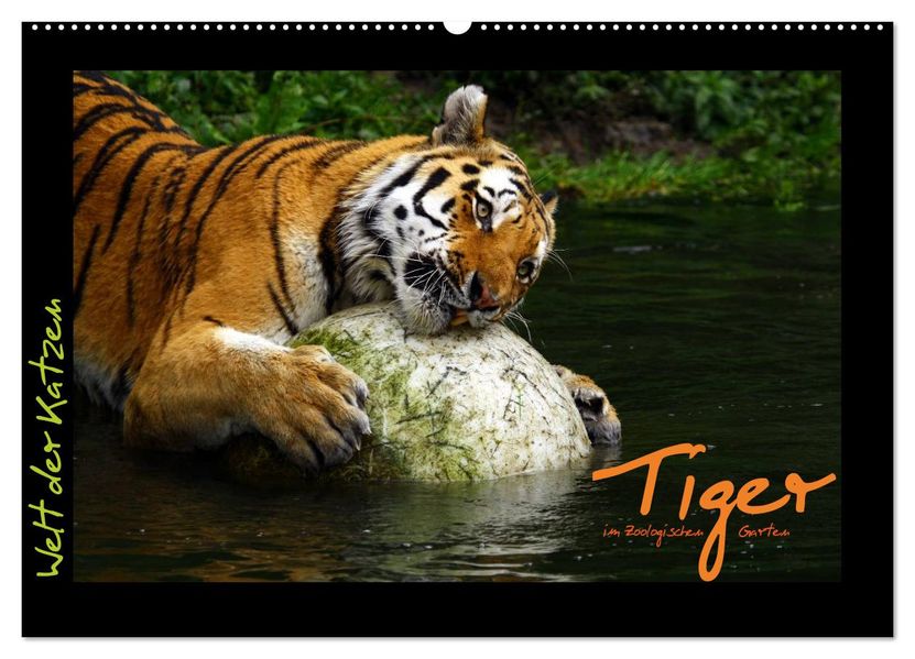 Welt der Katzen - Tiger (Wandkalender 2026 DIN A2 quer) CALVENDO Monatskalender