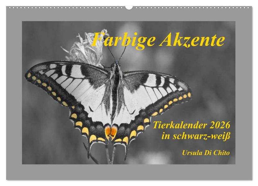 Farbige Akzente - Tierkalender 2026 in schwarz-weiß (Wandkalender 2026 DIN A2 quer) CALVENDO Monatskalender