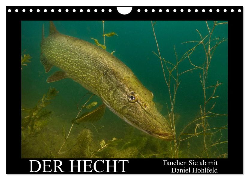 Der Hecht - Tauchen Sie ab mit Daniel Hohlfeld (Wandkalender 2026 DIN A4 quer) CALVENDO Monatskalender