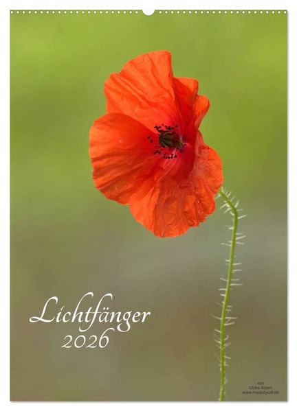 Lichtfänger (Wandkalender 2026 DIN A2 hoch) CALVENDO Monatskalender
