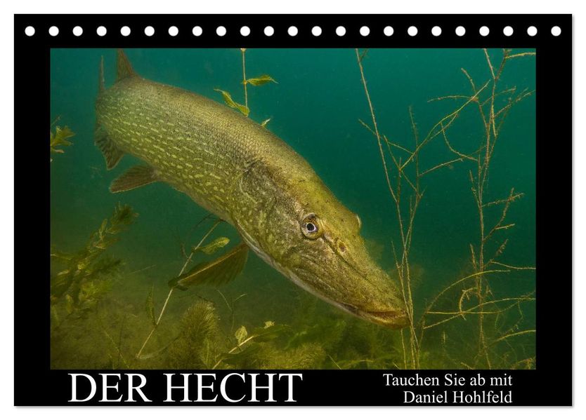 Der Hecht - Tauchen Sie ab mit Daniel Hohlfeld (Tischkalender 2026 DIN A5 quer) CALVENDO Monatskalender