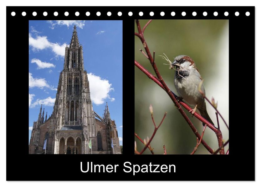 Ulmer Spatzen (Tischkalender 2026 DIN A5 quer) CALVENDO Monatskalender