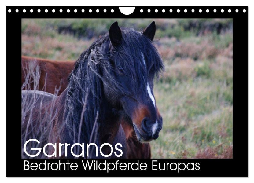 Garranos - Bedrohte Wildpferde Europas (Wandkalender 2026 DIN A4 quer) CALVENDO Monatskalender