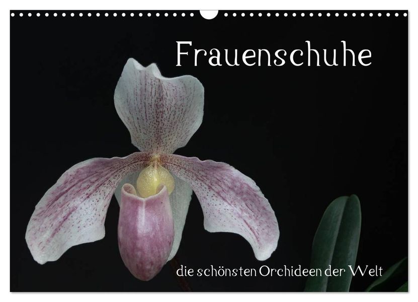 Frauenschuhe - die schönsten Orchideen der Welt (Wandkalender 2026 DIN A3 quer) CALVENDO Monatskalender