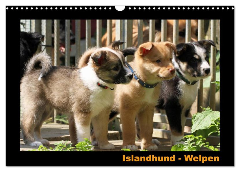 Islandhund - Welpen / CH-Version (Wandkalender 2026 DIN A3 quer) CALVENDO Monatskalender