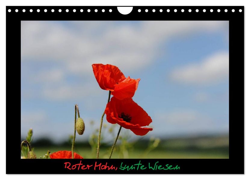 Roter Mohn bunte Wiesen (Wandkalender 2026 DIN A4 quer) CALVENDO Monatskalender