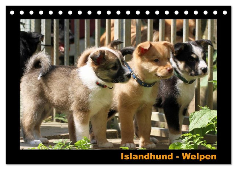 Islandhund - Welpen / CH-Version (Tischkalender 2026 DIN A5 quer) CALVENDO Monatskalender