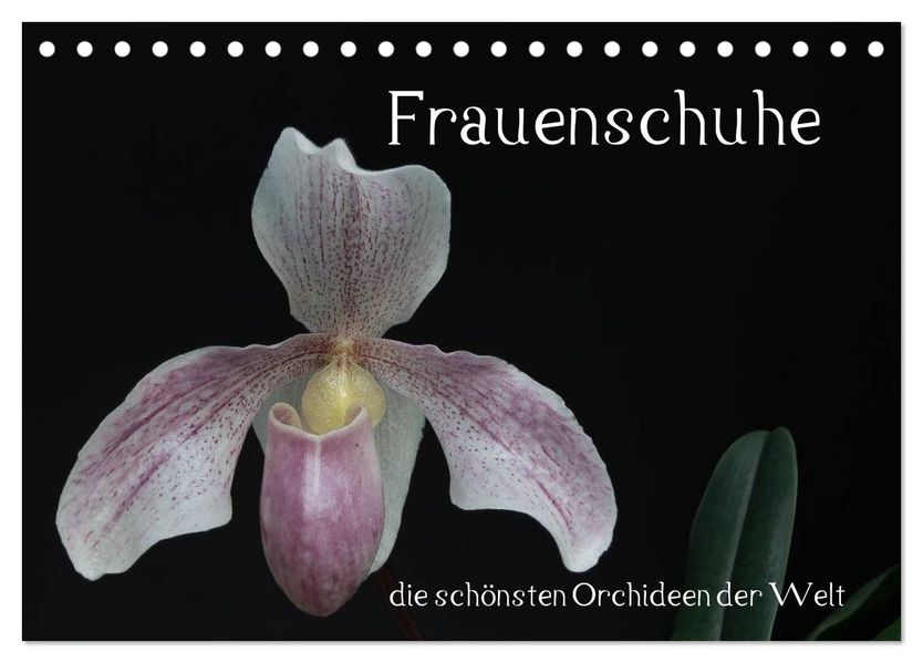 Frauenschuhe - die schönsten Orchideen der Welt (Tischkalender 2026 DIN A5 quer) CALVENDO Monatskalender