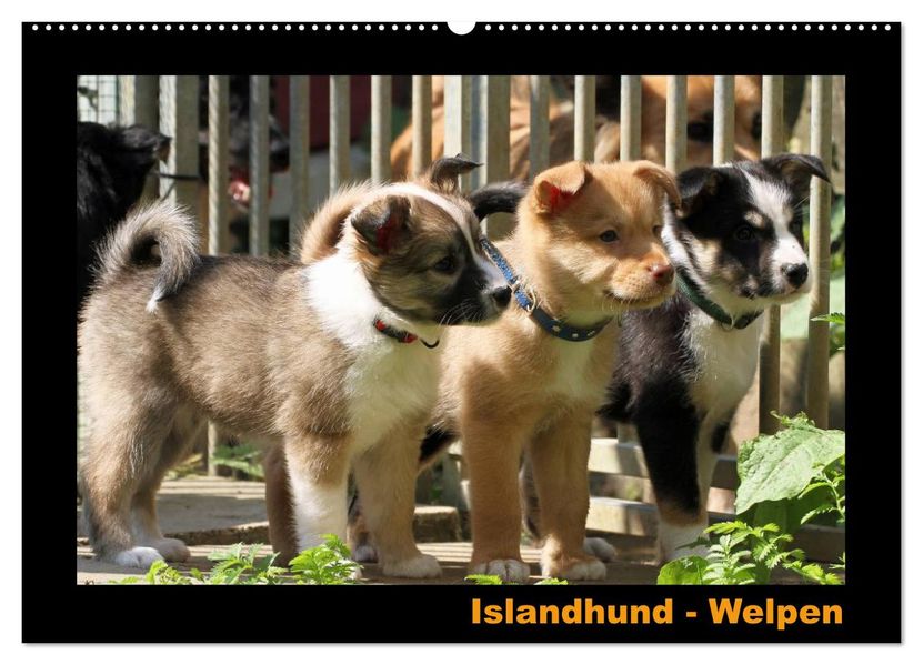 Islandhund - Welpen / CH-Version (Wandkalender 2026 DIN A2 quer) CALVENDO Monatskalender