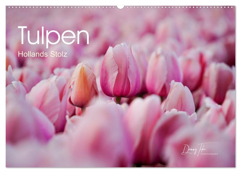 Tulpen - Hollands Stolz (Wandkalender 2026 DIN A2 quer) CALVENDO Monatskalender