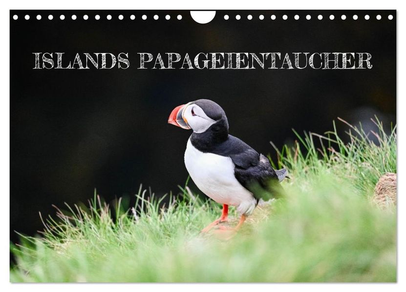 Islands Papageientaucher (Wandkalender 2026 DIN A4 quer) CALVENDO Monatskalender
