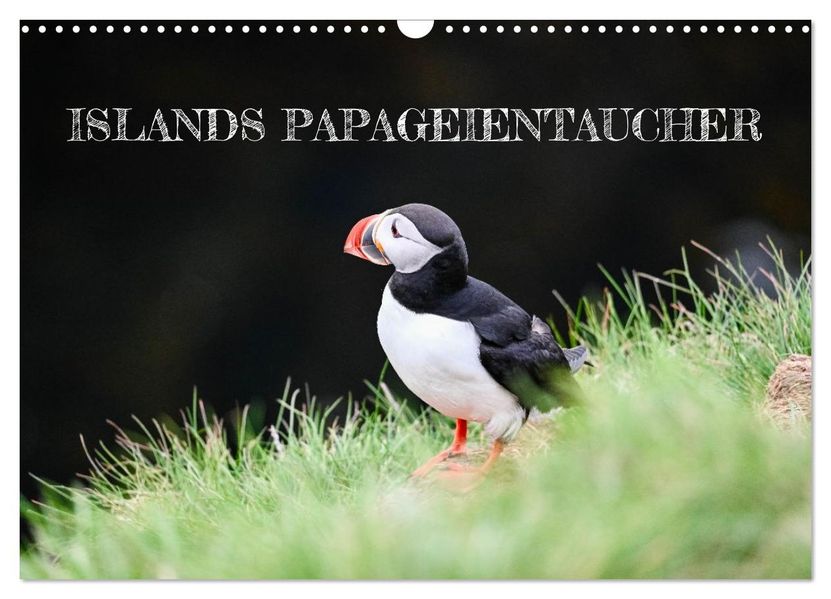 Islands Papageientaucher (Wandkalender 2026 DIN A3 quer) CALVENDO Monatskalender