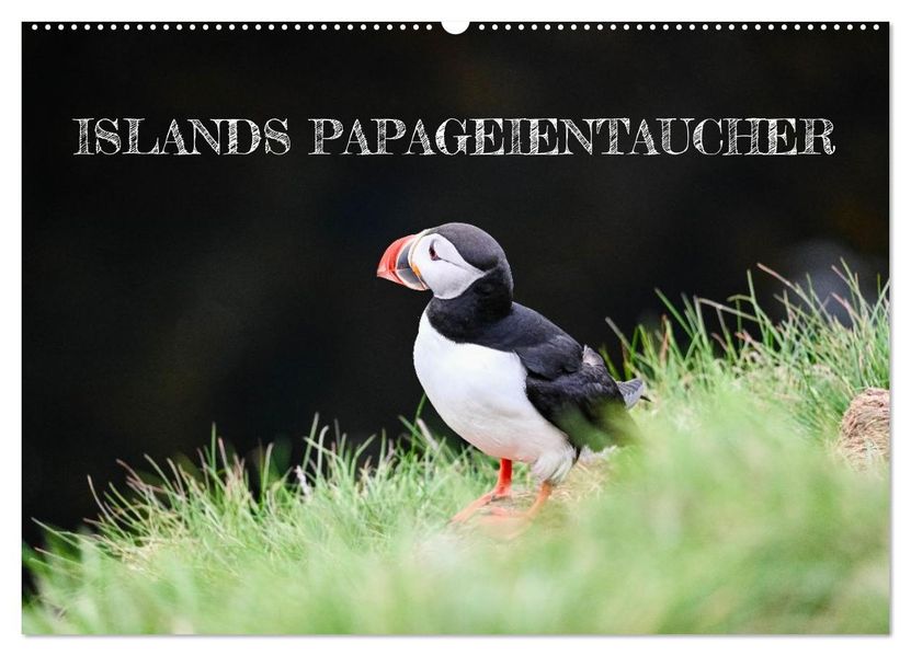 Islands Papageientaucher (Wandkalender 2026 DIN A2 quer) CALVENDO Monatskalender