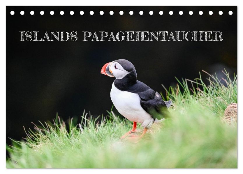 Islands Papageientaucher (Tischkalender 2026 DIN A5 quer) CALVENDO Monatskalender