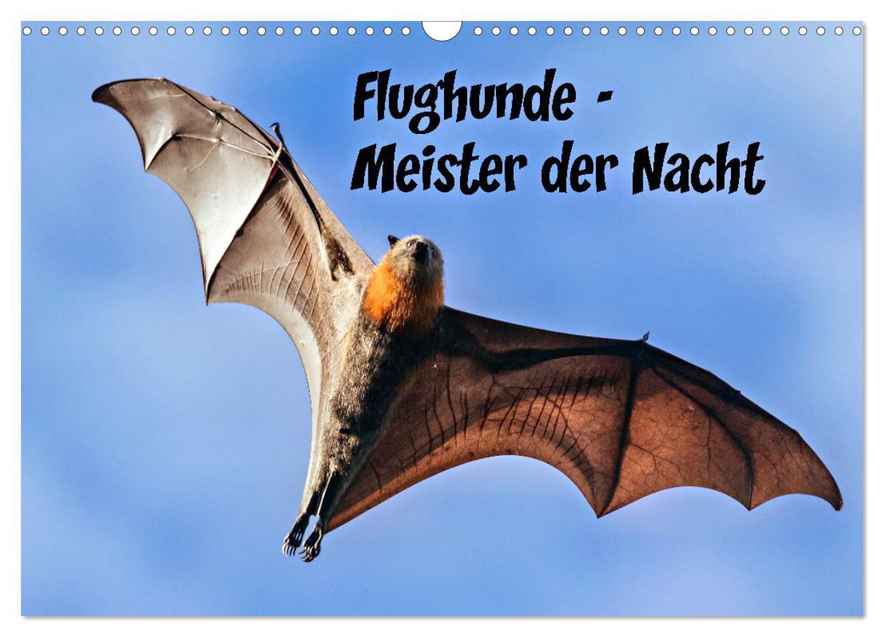 Flughunde - Meister der Nacht (Wandkalender 2026 DIN A3 quer) CALVENDO Monatskalender