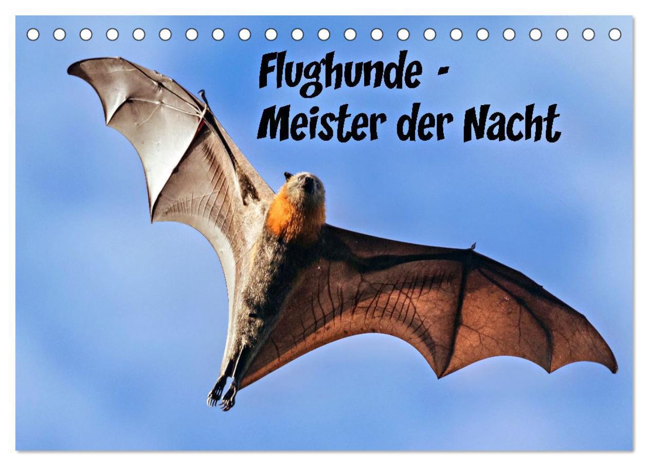 Flughunde - Meister der Nacht (Tischkalender 2026 DIN A5 quer) CALVENDO Monatskalender