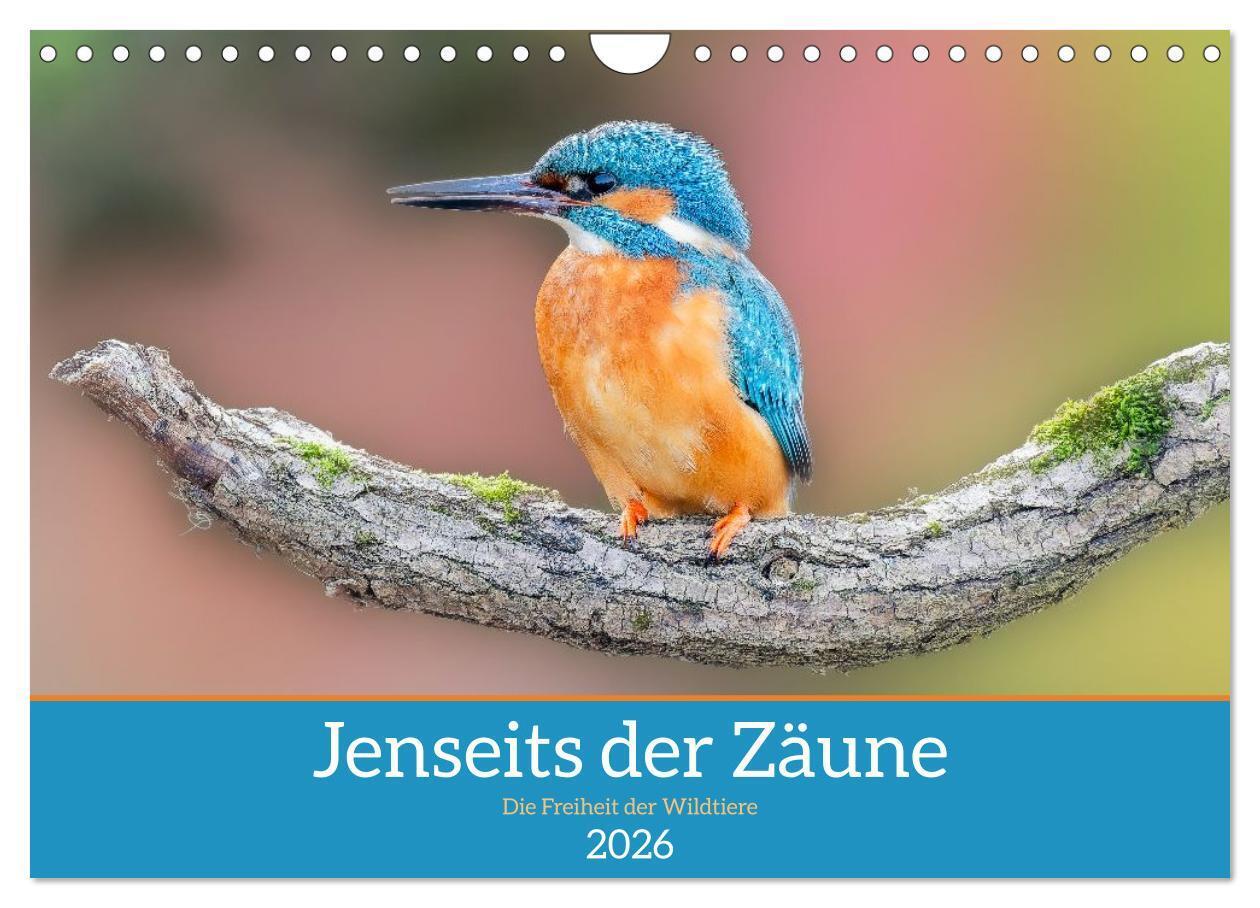 Jenseits der Zäune (Wandkalender 2026 DIN A4 quer) CALVENDO Monatskalender