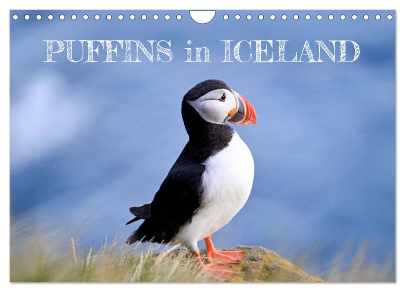 Puffins in Iceland (Wall Calendar 2026 DIN A4 landscape) CALVENDO 12 Month Wall Calendar