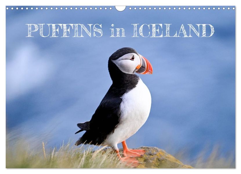 Puffins in Iceland (Wall Calendar 2026 DIN A3 landscape) CALVENDO 12 Month Wall Calendar
