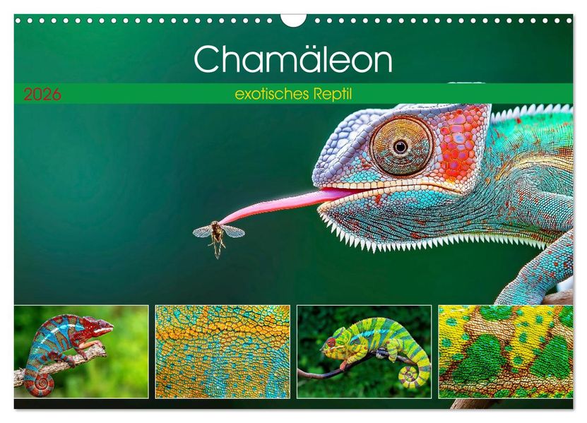 Chamäleon - exotisches Reptil (Wandkalender 2026 DIN A3 quer) CALVENDO Monatskalender