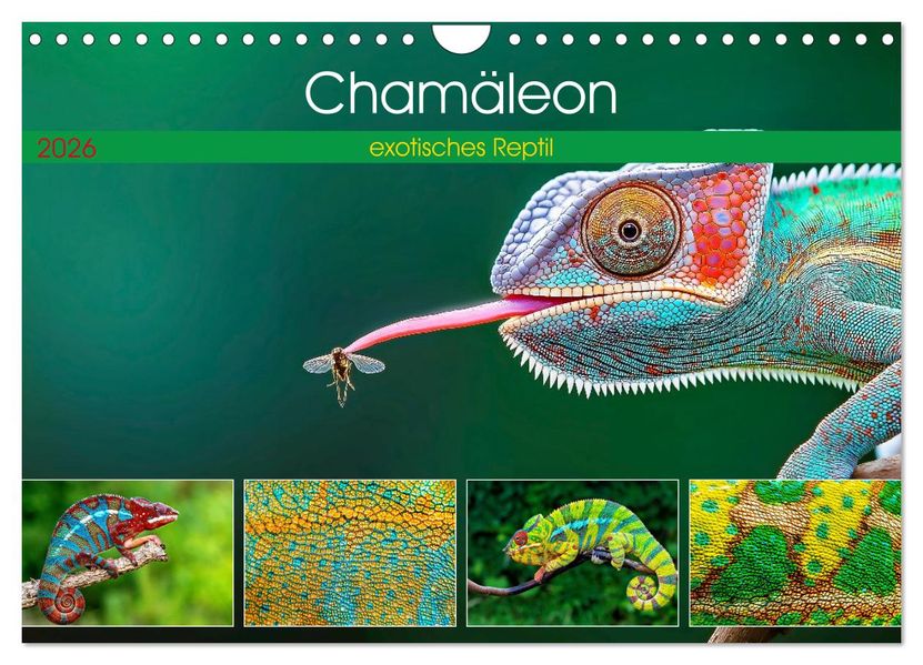 Chamäleon - exotisches Reptil (Wandkalender 2026 DIN A4 quer) CALVENDO Monatskalender