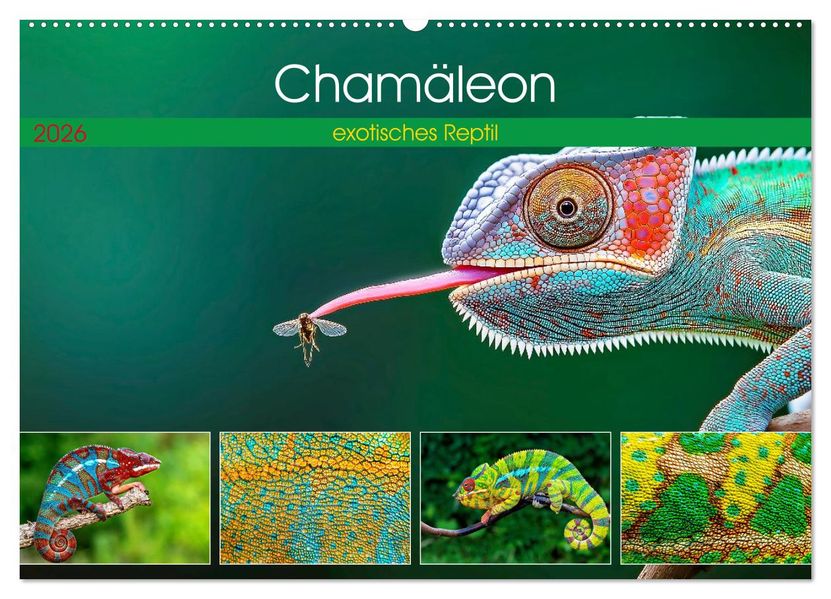 Chamäleon - exotisches Reptil (Wandkalender 2026 DIN A2 quer) CALVENDO Monatskalender