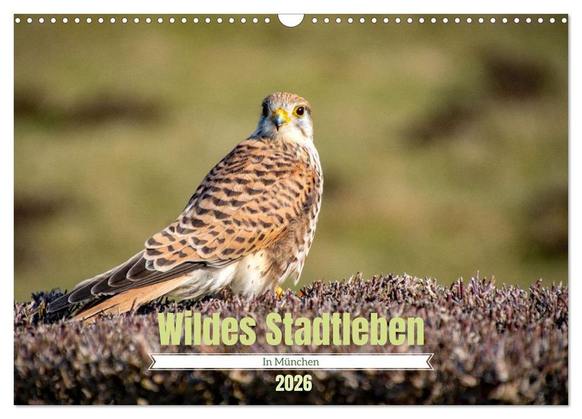 Wildes Stadtleben in München (Wandkalender 2026 DIN A3 quer) CALVENDO Monatskalender