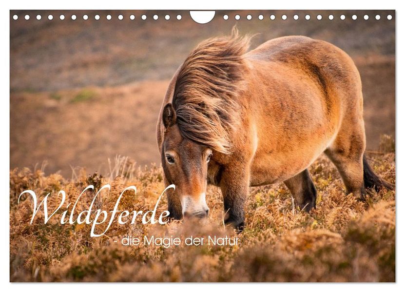 Wildperde - die Magie der Natur (Wandkalender 2026 DIN A4 quer) CALVENDO Monatskalender