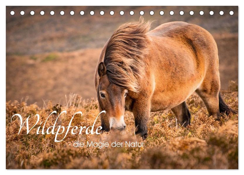 Wildperde - die Magie der Natur (Tischkalender 2026 DIN A5 quer) CALVENDO Monatskalender