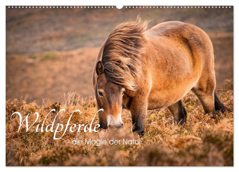 Wildperde - die Magie der Natur (Wandkalender 2026 DIN A2 quer) CALVENDO Monatskalender