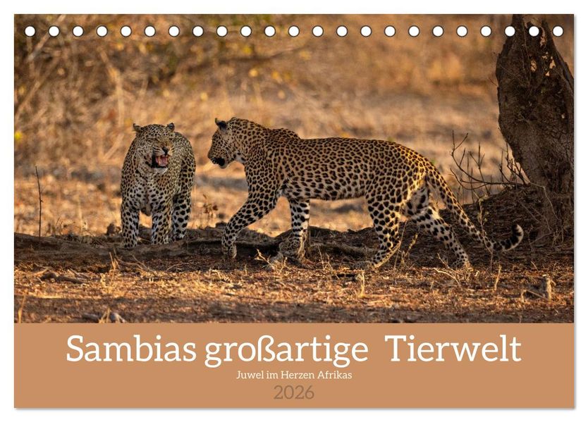 Sambias großartige Tierwelt (Tischkalender 2026 DIN A5 quer) CALVENDO Monatskalender