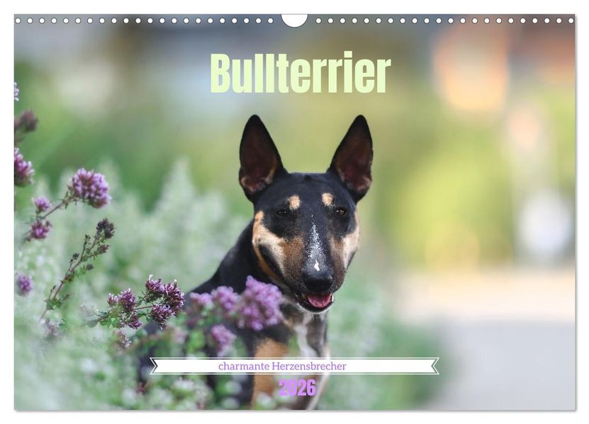 Bullterrier - charmante Herzensbrecher (Wandkalender 2026 DIN A3 quer) CALVENDO Monatskalender