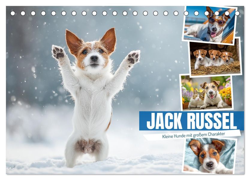 JACK RUSSEL - Kleine Hunde mit großem Charakter (Tischkalender 2026 DIN A5 quer) CALVENDO Monatskalender