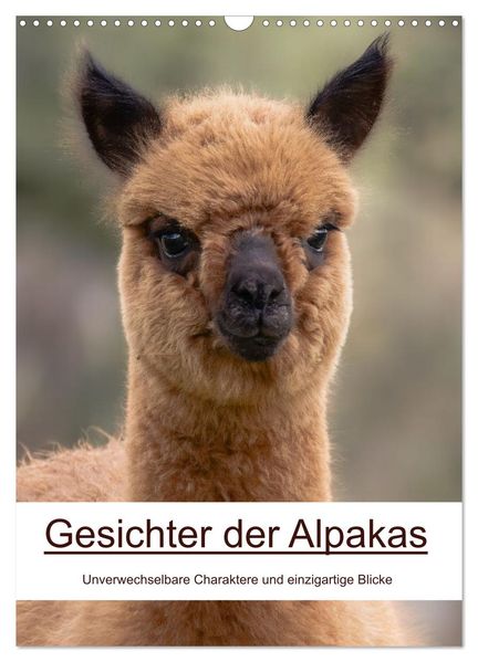 Gesichter der Alpakas - Unverwechselbare Charaktere und einzigartige Blicke (Wandkalender 2026 DIN A3 hoch) CALVENDO Monatskalender