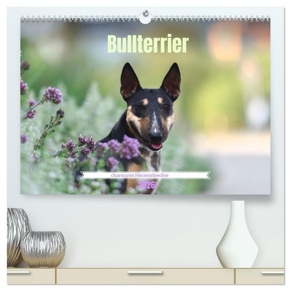 Bullterrier - charmante Herzensbrecher (hochwertiger Premium Wandkalender 2026 DIN A2 quer) Kunstdruck in Hochglanz