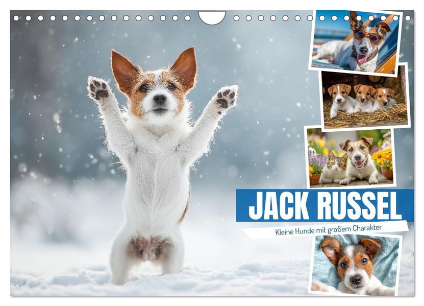 JACK RUSSEL - Kleine Hunde mit großem Charakter (Wandkalender 2026 DIN A4 quer) CALVENDO Monatskalender