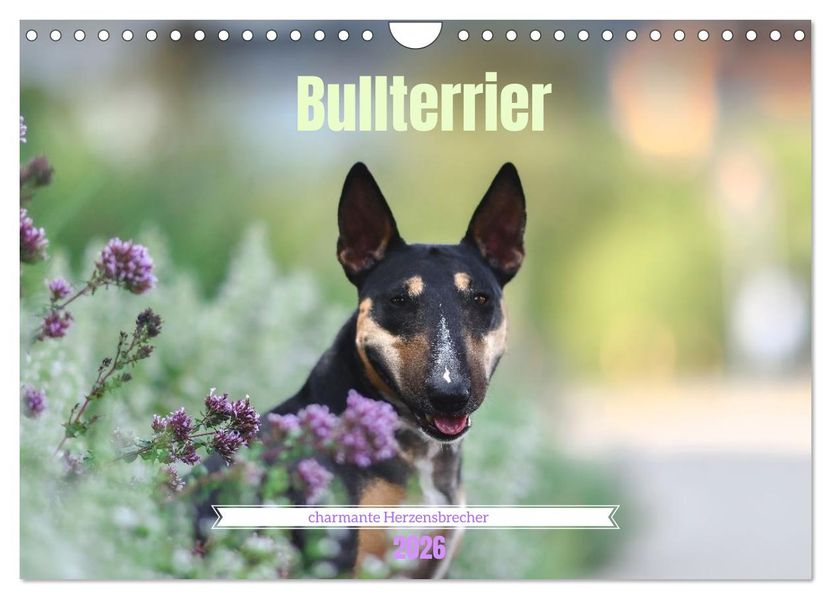 Bullterrier - charmante Herzensbrecher (Wandkalender 2026 DIN A4 quer) CALVENDO Monatskalender